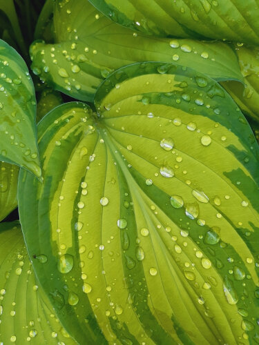 Hosta 'Ayesha'